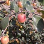 Kashmiri Red Apple Ber