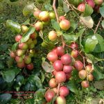 BALL SUNDORI RED APPLE BER
