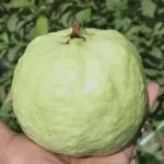 1 Kg Guava