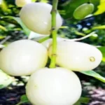 Thai White Jamun