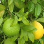 Mosambi Lemon