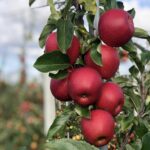 Anna Original Grafted Apple