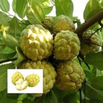 Super Golden Custard Apple