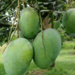 Himsagar Mango (Big Size)