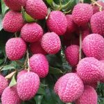 Mumbai Hybrid Lichi Plants