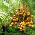 Vietnam DWARF Coconut