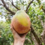 Kohitur Mango