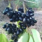 Thai Black Jamun Plants