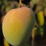 Alphonso Mango