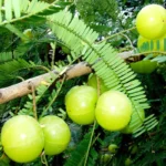 Amla Grafted Plants