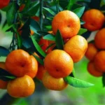 Sweet China Orange