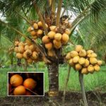 Kerala DWARF Coconut