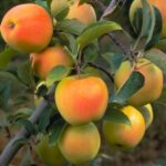 Golden Dasrat Grafted Apple