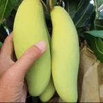 Banana King Mango