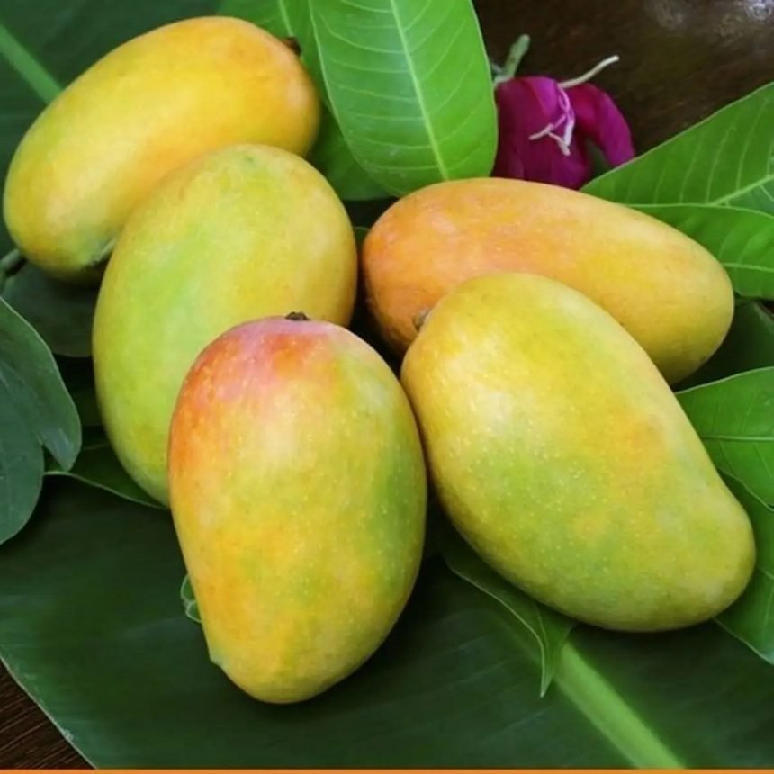 Harivanga Mango – Indian Glorious Nursery