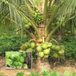 Malaysian DWARF Coconut