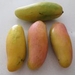 Mahachanok Mango