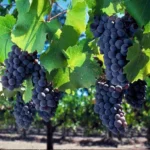 Black Grapes Plants