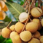 Longan Fruit