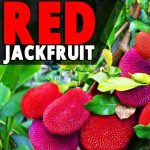 Red Jackfruit Plants