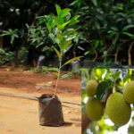 Vietnam early Jackfruit Plant