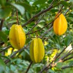 Star Fruit Plants
