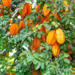 Sweet Star Fruit Plants