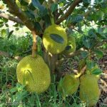Thai All Time Jack Fruit Plants