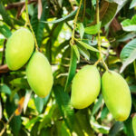 Sadabahar Mango