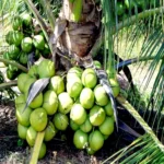 Vietnam Coconut