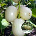 Thai White Jamun Plants