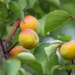 Apricot plant