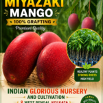 JAPANIS MIYAZAKI MANGO/Imported grafted Miyazaki Mango/Japanese Sun Mango/Egg Mango.