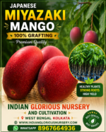 JAPANIS MIYAZAKI MANGO/Imported grafted Miyazaki Mango/Japanese Sun Mango/Egg Mango.