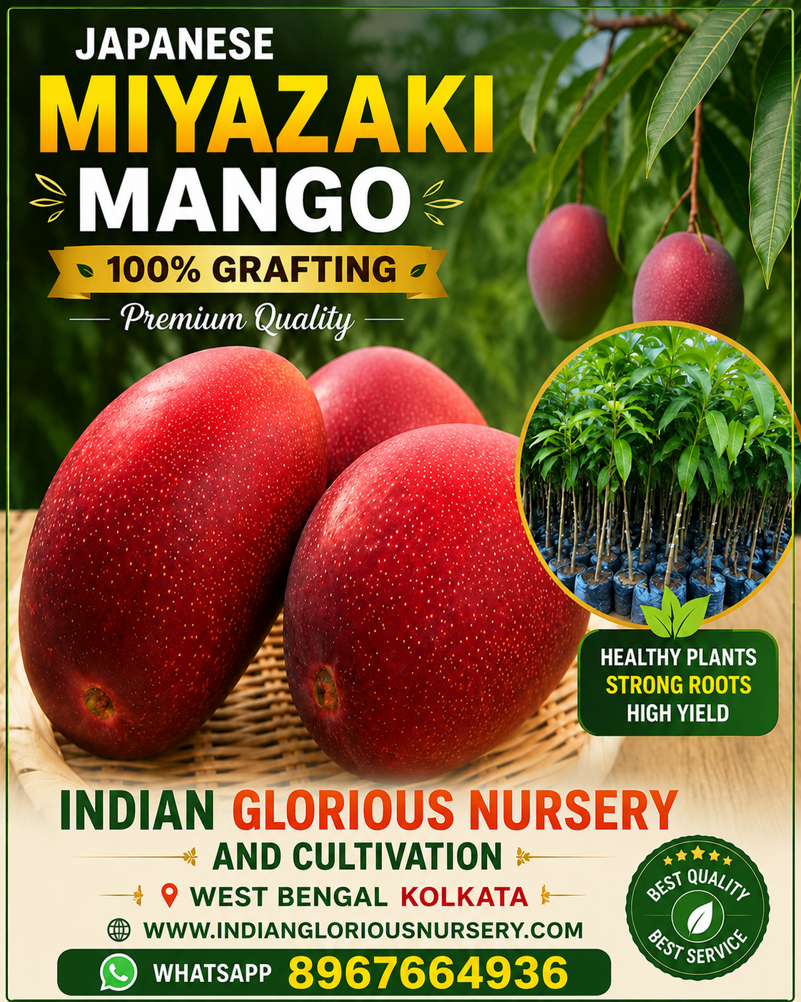 ChatGPT Image Jul 12, 2026, 09_05_19 PM JAPANIS MIYAZAKI MANGO/Imported grafted Miyazaki Mango/Japanese Sun Mango/Egg Mango. - Image 1