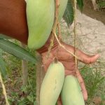 Thailand Banana Mango