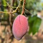 Xi shi Mango (chainiz). Grafted