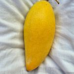 Nam Doc Mai Yellow(Grafted)