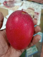 JAPANIS MIYAZAKI MANGO/Imported grafted Miyazaki Mango/Japanese Sun Mango/Egg Mango. - Image 7