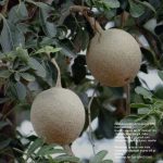 Wood Apple (grafted)