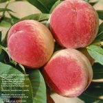 Peach/Arhu plant (grafted)