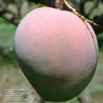 Seedless Surya Mango
