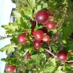 THAILAND RED AMLA (Grafted))