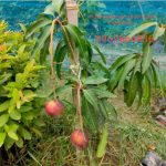 Egg Of Sun Mango(V.Grafted)