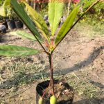 Rudraksha plant