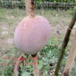 American Red Palmar(Grafted)