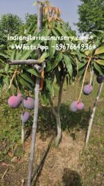 JAPANIS MIYAZAKI MANGO/Imported grafted Miyazaki Mango/Japanese Sun Mango/Egg Mango. - Image 6