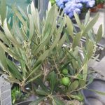 OLIVE/JOITUN PLANT