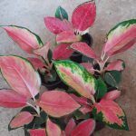 Aglaonema