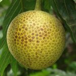 Bread fruit plant(Grafted)